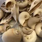 اغراض مختلفة ورد وصدف و تحف