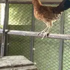 دجاج بلدي للبيع النماص