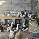 ذكور بط مصري