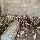 صوص دجاج بلدي وفيومي