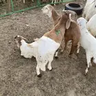 سواكن نظيف فل شحم