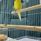 عصفور البادجي