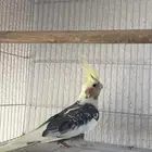 parrot