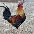 ديك عربي أفرق مقبع