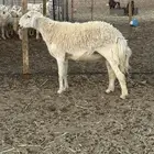 خروف فحل حري