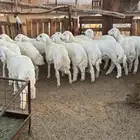 طليان ذبايح نظيفه