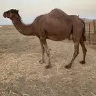 ابل ملاقي ( تم البيع )