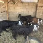 للبيع معزا العدد 4