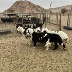 بهم اعماره 6 شهور
