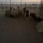 رخال نعيم جذعات مقنوي