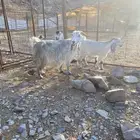 عنز للبيع