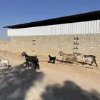 معزا خلفات متابيع مشاريك عوراض شاميه خلفه متبع