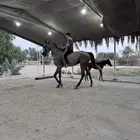 فرسةمع مهرة