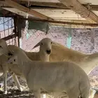 ذبائح خرفان حريات