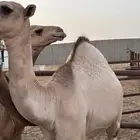 قعدان