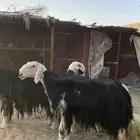 شياه نجد جروم فاخره