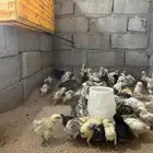 للبيع صوص دجاج بلدي