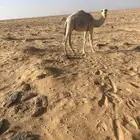 قعدان حيران قصب