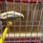 انثى كناري اوربيه للبيع