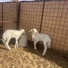 رخال حريات دواغير