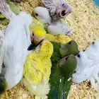 فروخ كروان ورز بصحه ممتازه