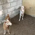 جوز قزمي ماكس