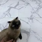 قطط سكوتش وهملايا
