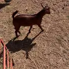 تيس عمره 4 شهور