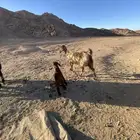 عنز وبنتها للبيع ونعجه نجديه وولدها