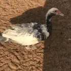 بط مسكوفي طقم