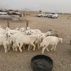 ذبايح طليان ورخال