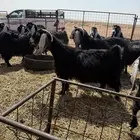 معزاء عوارض