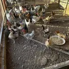 دجاج بلدي بياض
