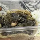 فروخ كناري جزري أو حبشي