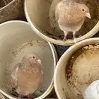 حمام زاجل كريمي