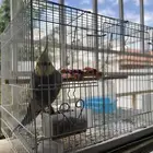 طير كروان للبيع