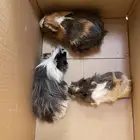 ذكر وبرة وثنتين إناثي منتجين وكبار