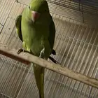 للبيع درة ببغاء الدرة