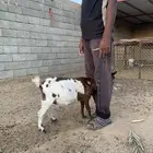 ماعز قزم قزمي حد 900 ريال