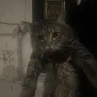 قطه لطيفه شيرازي