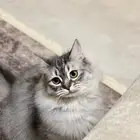قطة شيرازيه للتبني