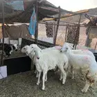 رخال حريات فاخره