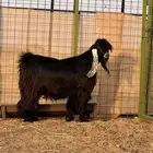 فحل عارضي مميز