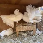 جوز رقاص هولندي