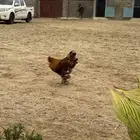 ديك براهما