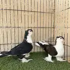 حمام شيرازي جوز منتج ماشاءالله للبيع