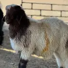ذبايح