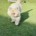 قطع شيرازي الهملايا للبيع