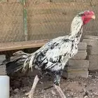 ديك فارسي ( جاوى )