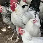 دجاج فرنسي جروم